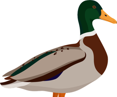Pato